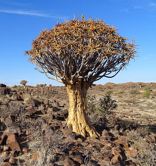 Aloe dichotoma